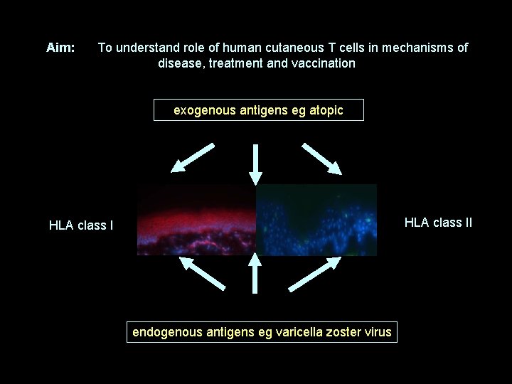 Aim: To understand role of human cutaneous T cells in mechanisms of disease, treatment