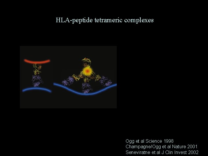 HLA-peptide tetrameric complexes Ogg et al Science 1998 Champagne/Ogg et al Nature 2001 Seneviratne