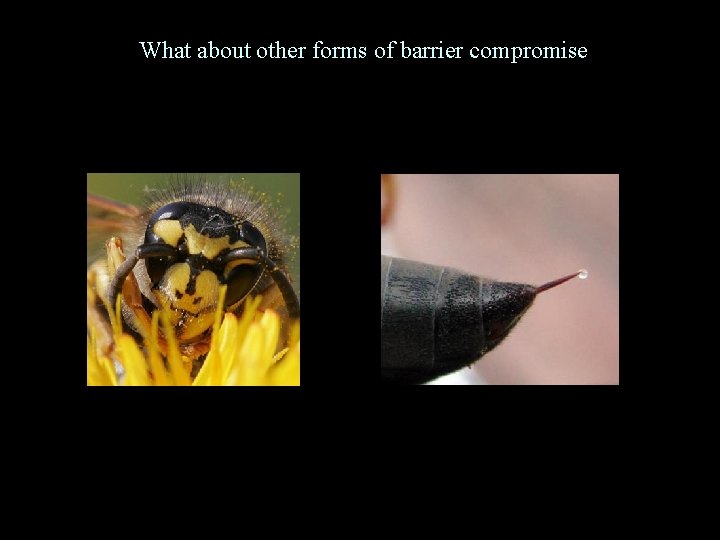 What about other forms of barrier compromise 