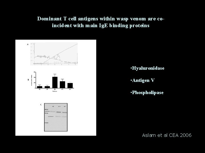 Dominant T cell antigens within wasp venom are coincident with main Ig. E binding