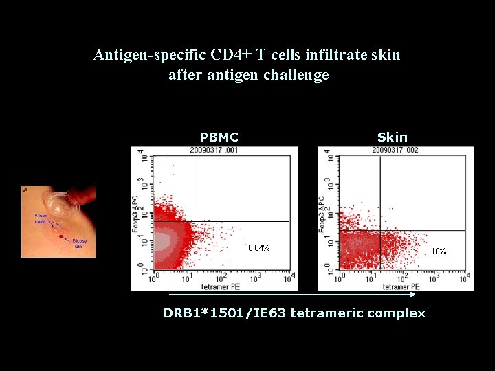 Antigen-specific CD 4+ T cells infiltrate skin after antigen challenge PBMC Skin 0. 04%