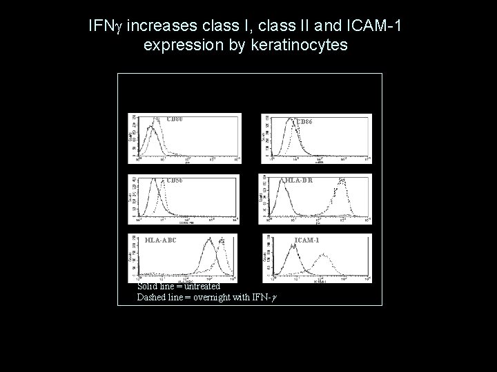 IFNg increases class I, class II and ICAM-1 expression by keratinocytes CD 80 CD