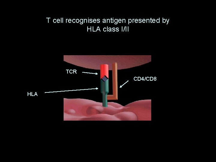 T cell recognises antigen presented by HLA class I/II TCR CD 4/CD 8 HLA