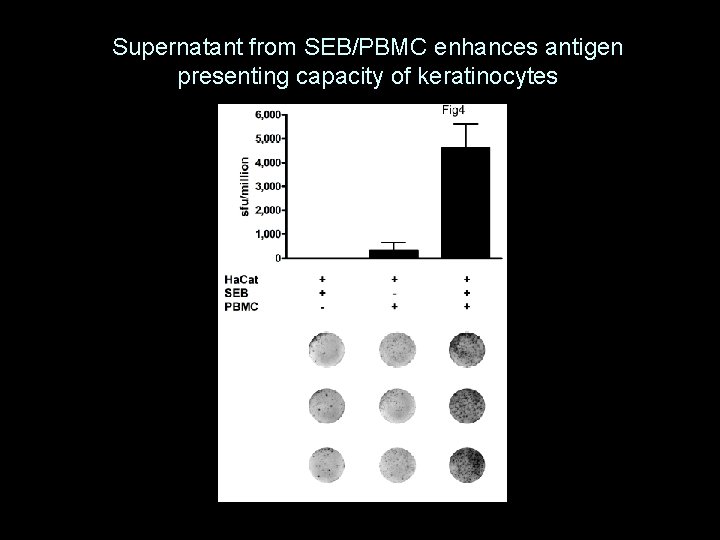 Supernatant from SEB/PBMC enhances antigen presenting capacity of keratinocytes 