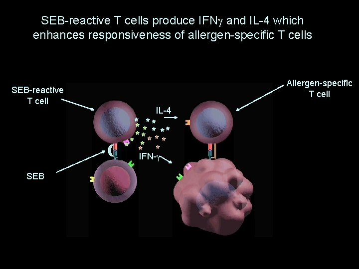 SEB-reactive T cells produce IFNg and IL-4 which enhances responsiveness of allergen-specific T cells