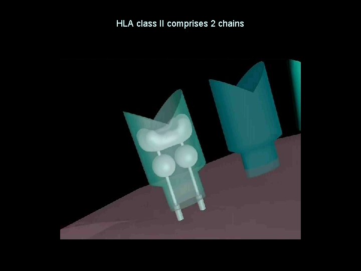 HLA class II comprises 2 chains 