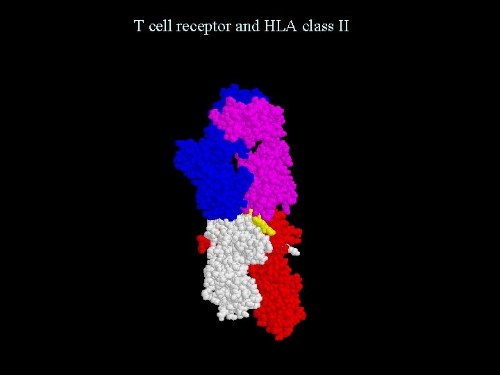 T cell receptor and HLA class II 