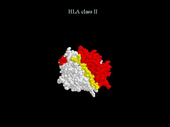 HLA class II 