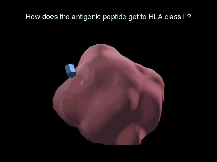 How does the antigenic peptide get to HLA class II? 