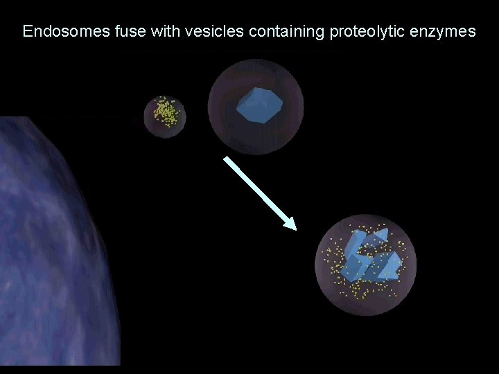 Endosomes fuse with vesicles containing proteolytic enzymes 