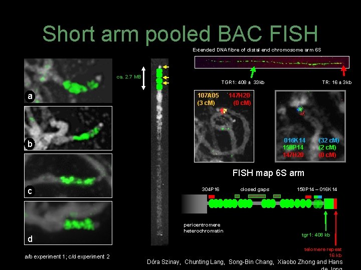 Short arm pooled BAC FISH Extended DNA fibre of distal end chromosome arm 6