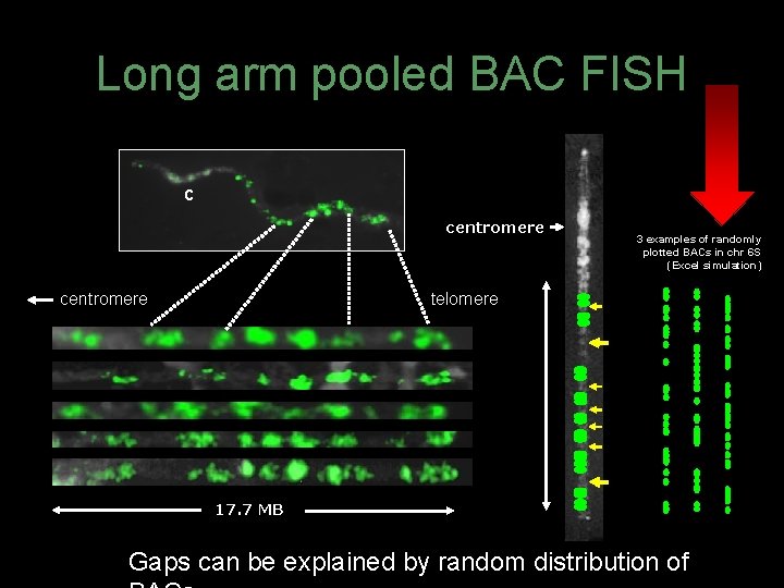 Long arm pooled BAC FISH c centromere 3 examples of randomly plotted BACs in