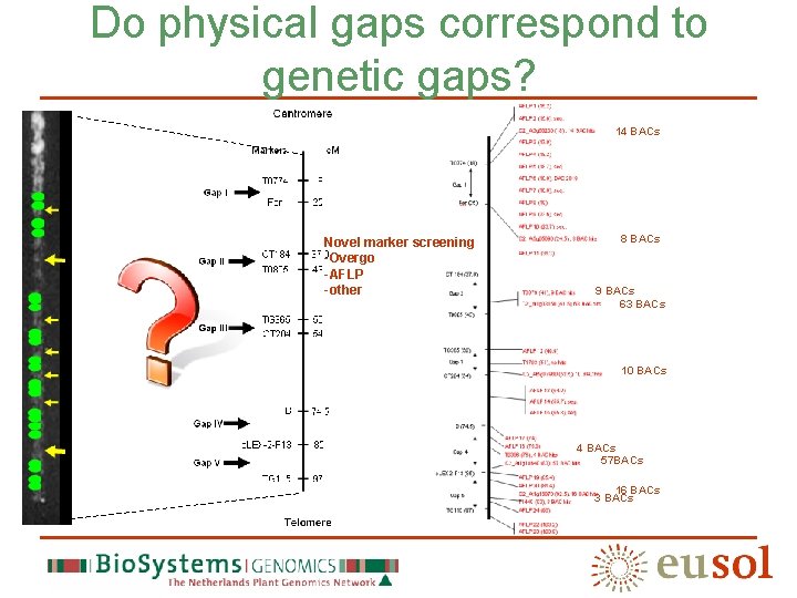 Do physical gaps correspond to genetic gaps? 14 BACs Novel marker screening -Overgo -AFLP