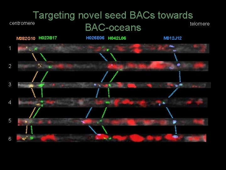 Targeting novel seed BACs towards centromere telomere BAC-oceans M 082 G 10 H 023