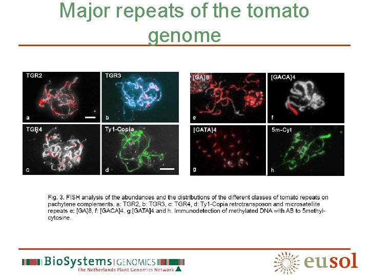 Major repeats of the tomato genome 