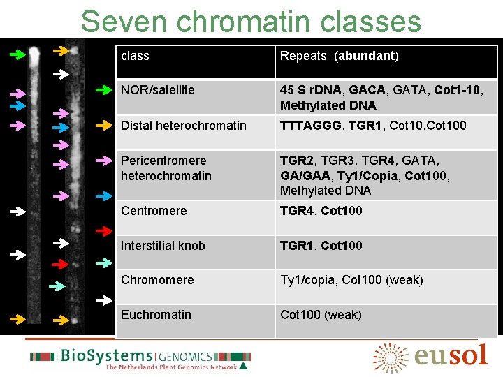 Seven chromatin classes class Repeats (abundant) NOR/satellite 45 S r. DNA, GACA, GATA, Cot