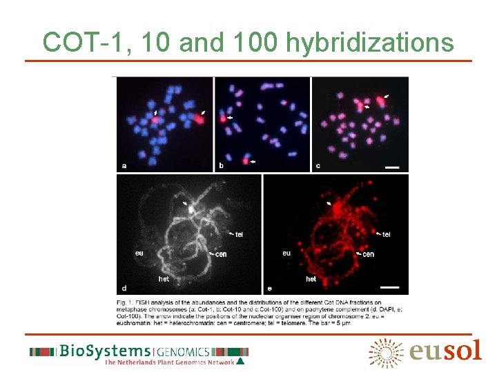 COT-1, 10 and 100 hybridizations 