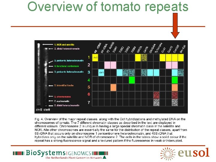 Overview of tomato repeats 