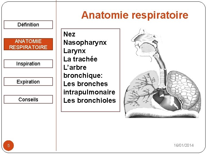 Anatomie respiratoire Définition ANATOMIE RESPIRATOIRE Inspiration Expiration Conseils 5 Nez Nasopharynx La trachée L’arbre Anatomie respiratoire Définition ANATOMIE RESPIRATOIRE Inspiration Expiration Conseils 5 Nez Nasopharynx La trachée L’arbre