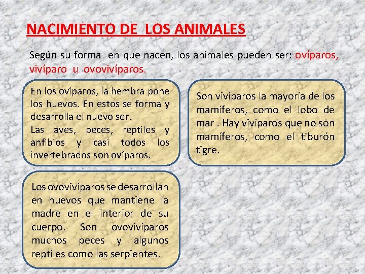 NACIMIENTO DE LOS ANIMALES Según su forma en que nacen, los animales pueden ser:
