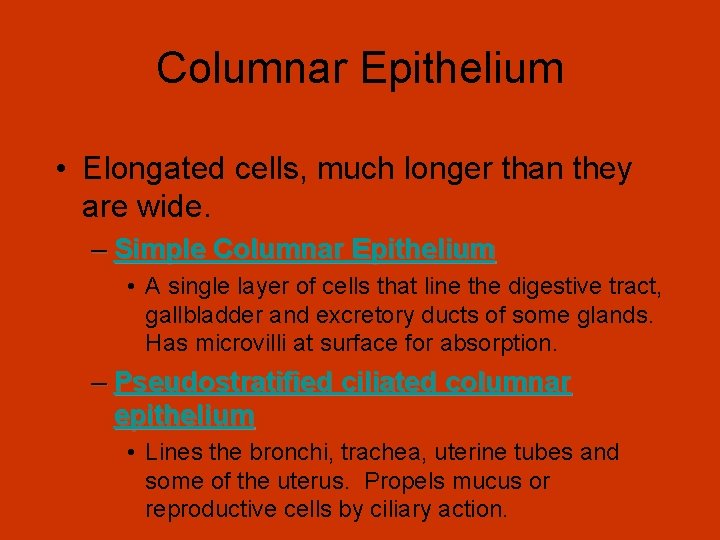 Columnar Epithelium • Elongated cells, much longer than they are wide. – Simple Columnar