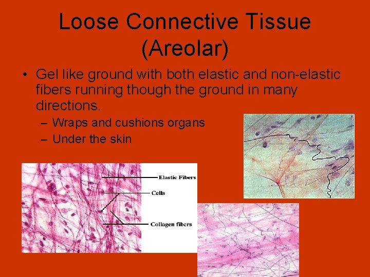 Loose Connective Tissue (Areolar) • Gel like ground with both elastic and non-elastic fibers