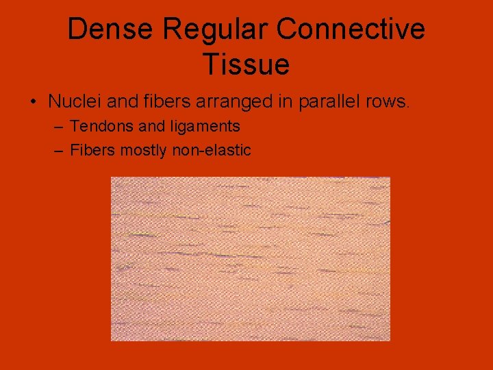 Dense Regular Connective Tissue • Nuclei and fibers arranged in parallel rows. – Tendons