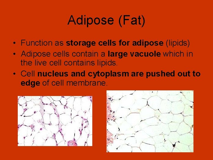 Adipose (Fat) • Function as storage cells for adipose (lipids) • Adipose cells contain