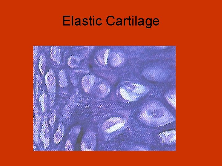 Elastic Cartilage 