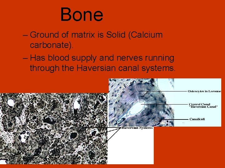Bone – Ground of matrix is Solid (Calcium carbonate). – Has blood supply and