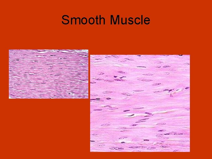 Smooth Muscle 