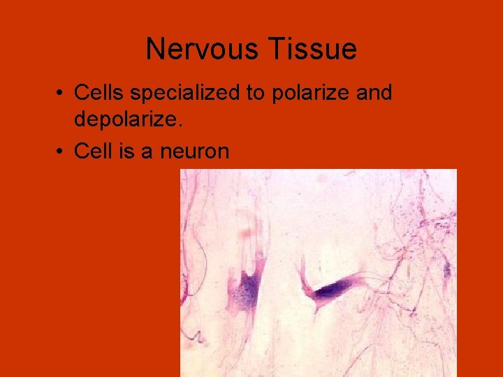 Nervous Tissue • Cells specialized to polarize and depolarize. • Cell is a neuron