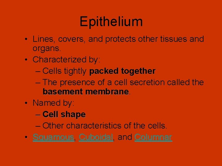 Epithelium • Lines, covers, and protects other tissues and organs. • Characterized by: –