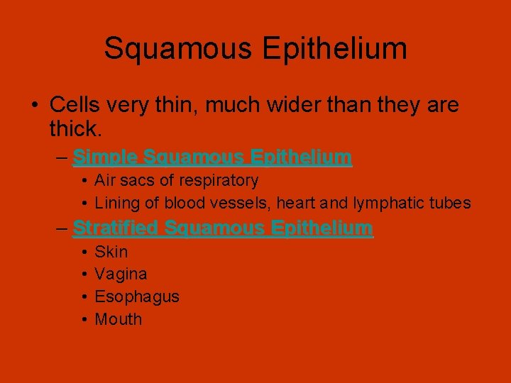 Squamous Epithelium • Cells very thin, much wider than they are thick. – Simple