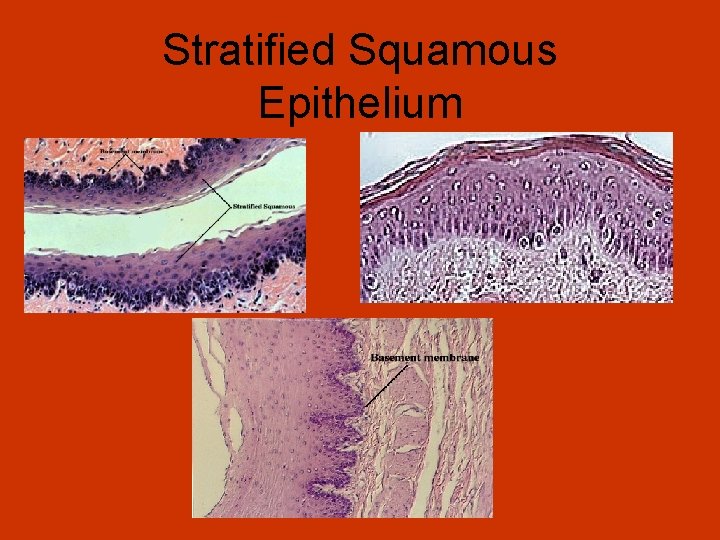 Stratified Squamous Epithelium 