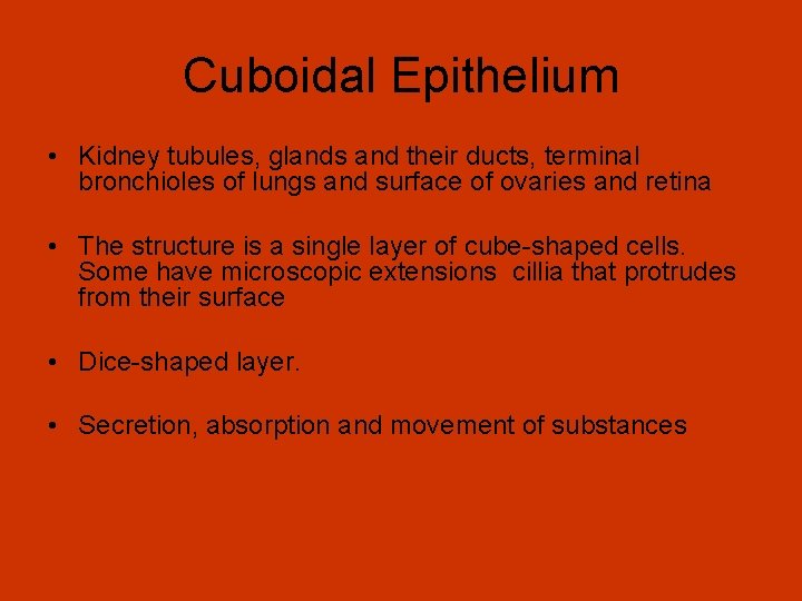 Cuboidal Epithelium • Kidney tubules, glands and their ducts, terminal bronchioles of lungs and