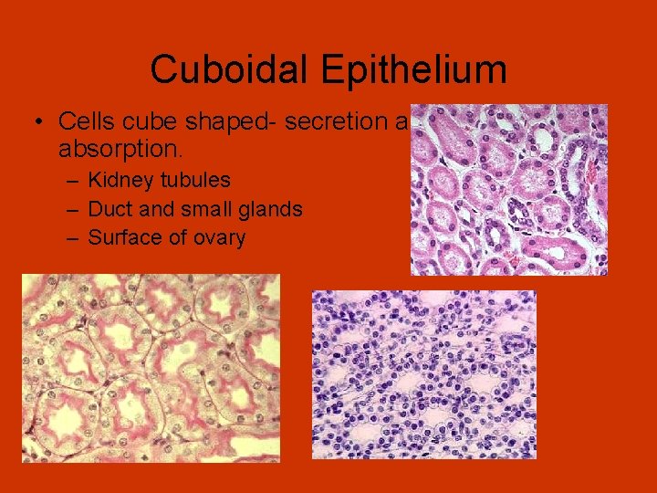 Cuboidal Epithelium • Cells cube shaped- secretion and absorption. – Kidney tubules – Duct