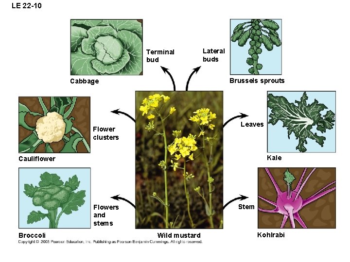 LE 22 -10 Terminal bud Lateral buds Brussels sprouts Cabbage Leaves Flower clusters Kale