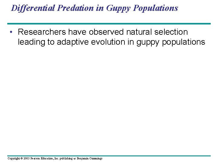 Differential Predation in Guppy Populations • Researchers have observed natural selection leading to adaptive