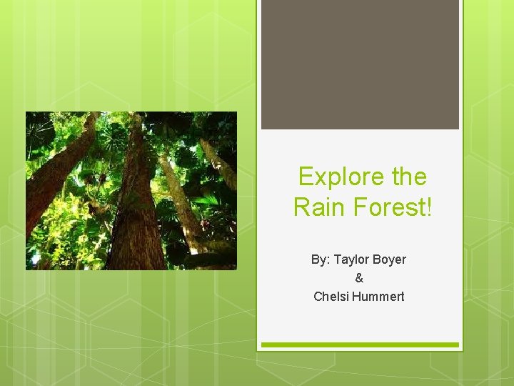 Explore the Rain Forest! By: Taylor Boyer & Chelsi Hummert 