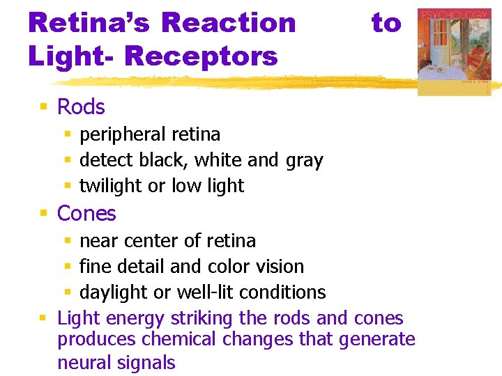 Retina’s Reaction Light- Receptors to § Rods § peripheral retina § detect black, white