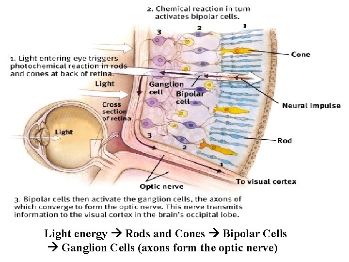 Light energy Rods and Cones Bipolar Cells Ganglion Cells (axons form the optic nerve)