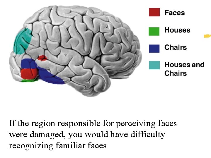 If the region responsible for perceiving faces were damaged, you would have difficulty recognizing