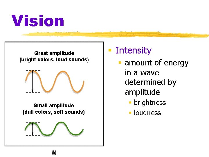 Vision Great amplitude (bright colors, loud sounds) Small amplitude (dull colors, soft sounds) §