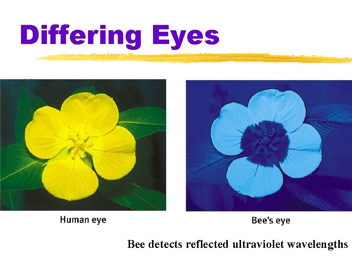 Differing Eyes z Bee detects reflected ultraviolet wavelengths 