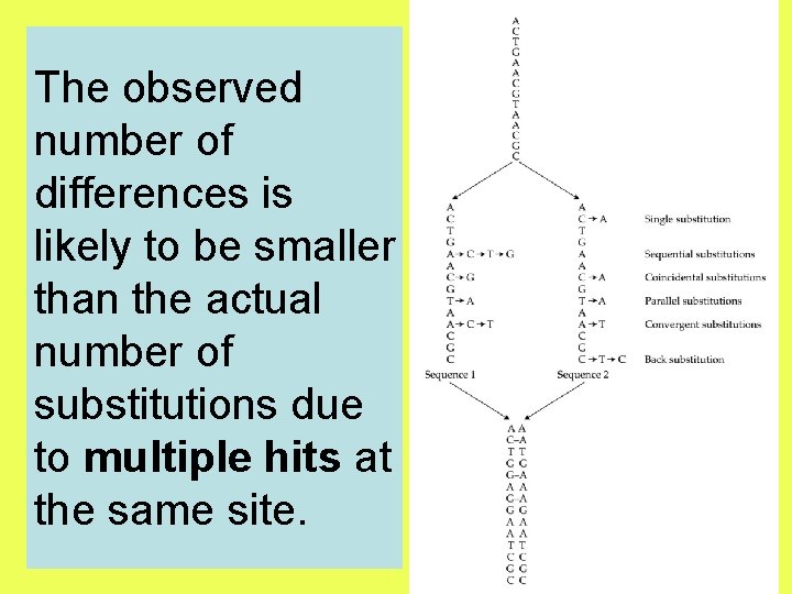 The observed number of differences is likely to be smaller than the actual number