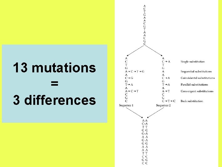 13 mutations = 3 differences 