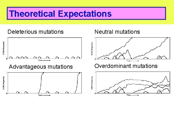 Theoretical Expectations Deleterious mutations Neutral mutations Advantageous mutations Overdominant mutations 48 