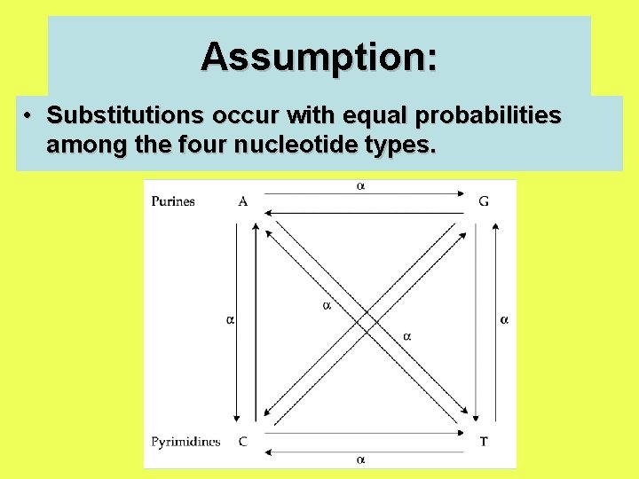 Assumption: • Substitutions occur with equal probabilities among the four nucleotide types. 