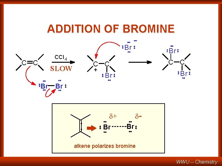 ADDITION OF BROMINE Br CCl 4 C C C + Br SLOW Br Br